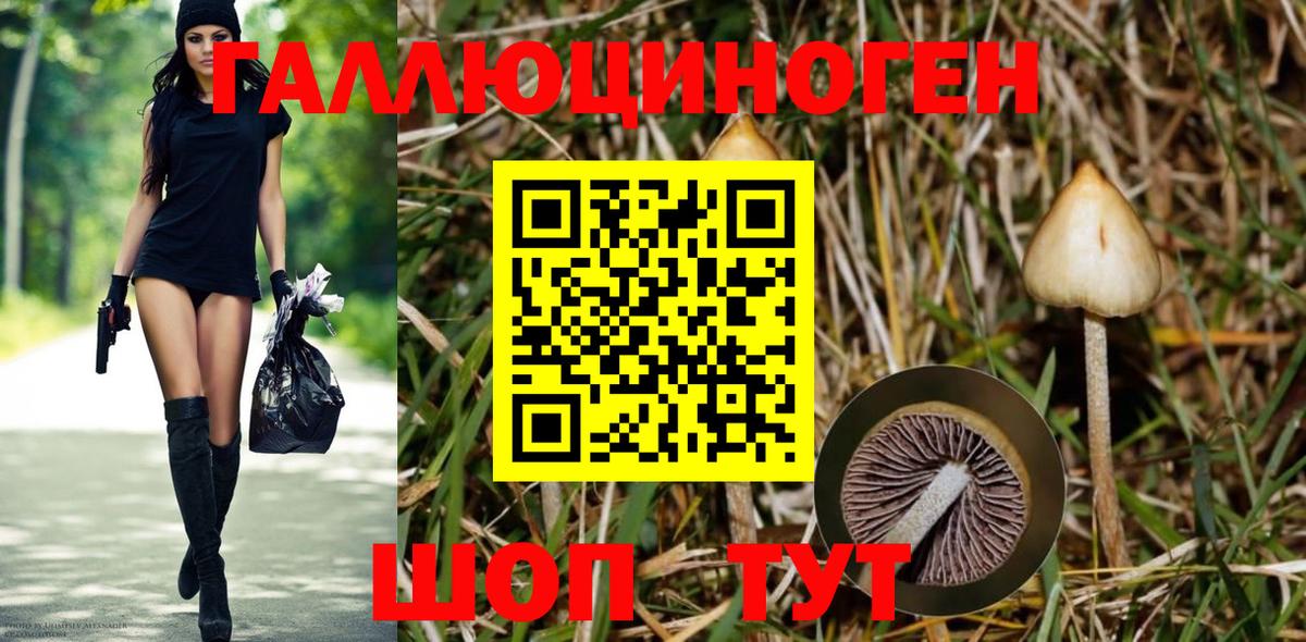 Галлюциногенные грибы GOLDEN TEACHER Великий Новгород